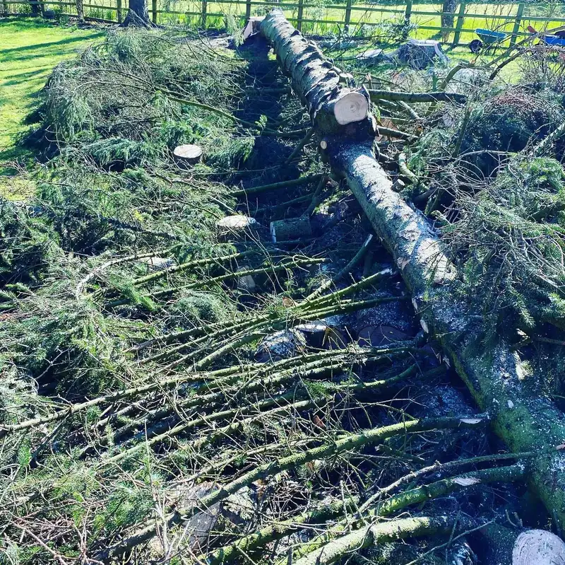 Removing four 70ft Norway spruces, Cuckfield (photo 4 of 6)