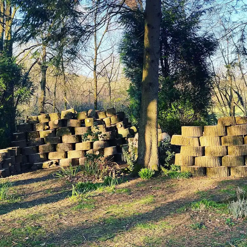 Removing four 70ft Norway spruces, Cuckfield (photo 6 of 6)