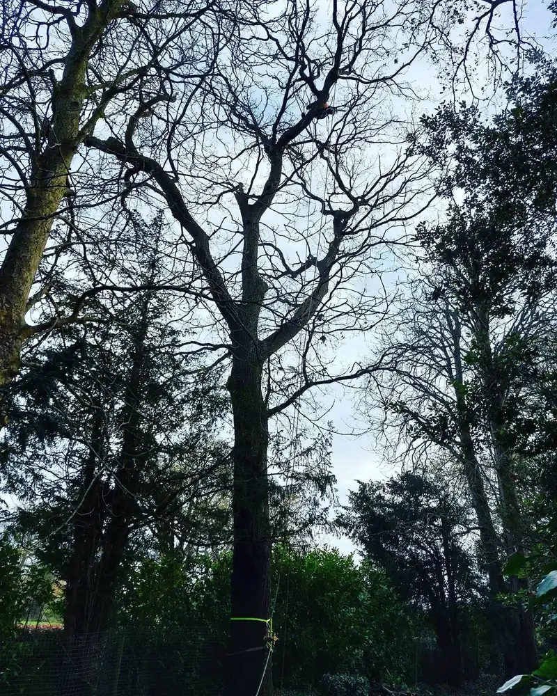 Monolithing an oak with Ganoderma at a school, Hassocks (photo 1 of 4)