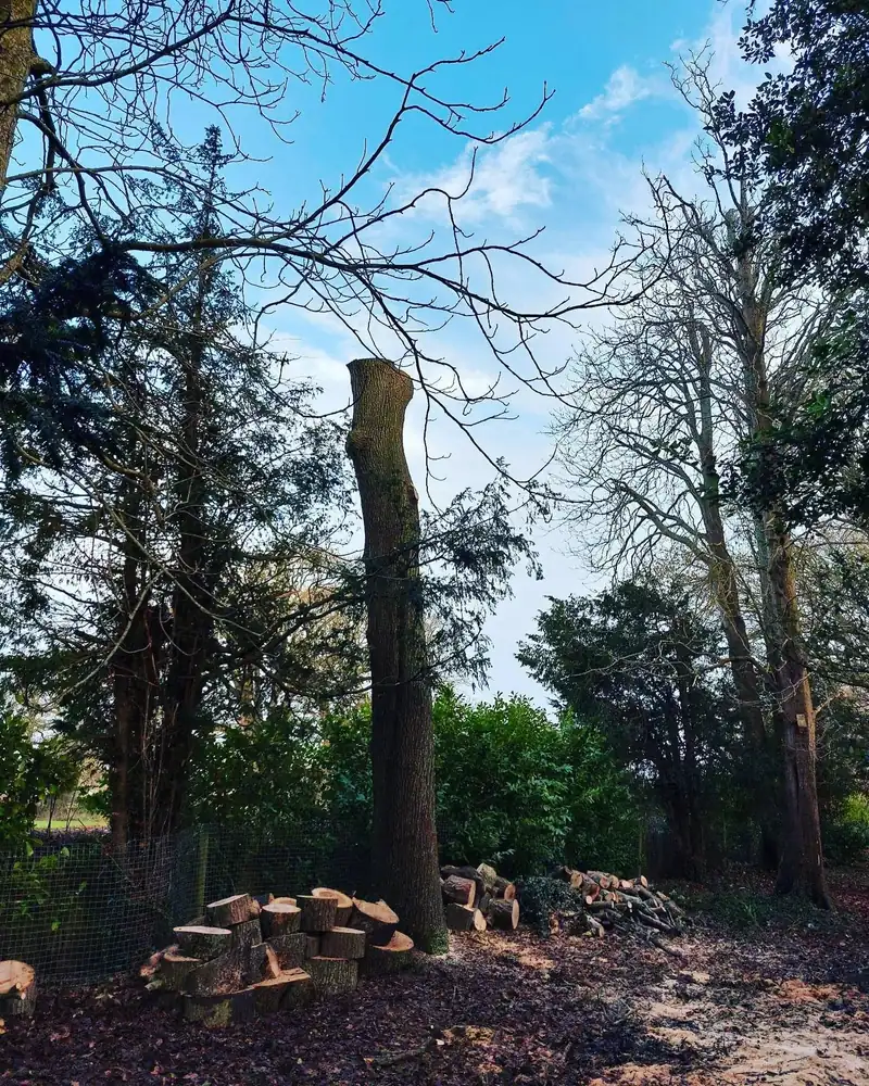 Monolithing an oak with Ganoderma at a school, Hassocks (photo 4 of 4)