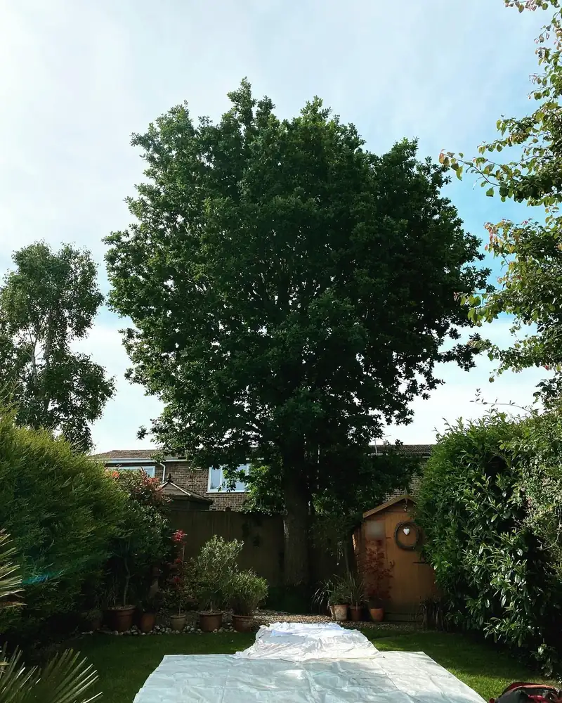 Reducing an oak that had been cut back harshly, Burgess Hill (photo 1 of 2)