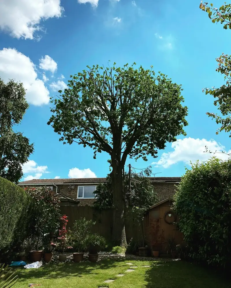 Reducing an oak that had been cut back harshly, Burgess Hill (photo 2 of 2)