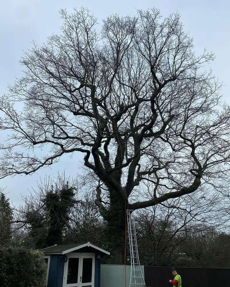 A big oak reduction, 3.5 metres off, Burgess Hill (photo 1 of 5)