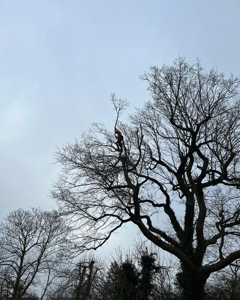 A big oak reduction, 3.5 metres off, Burgess Hill (photo 2 of 5)
