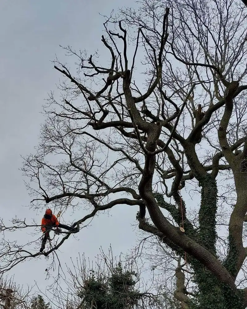 A big oak reduction, 3.5 metres off, Burgess Hill (photo 3 of 5)