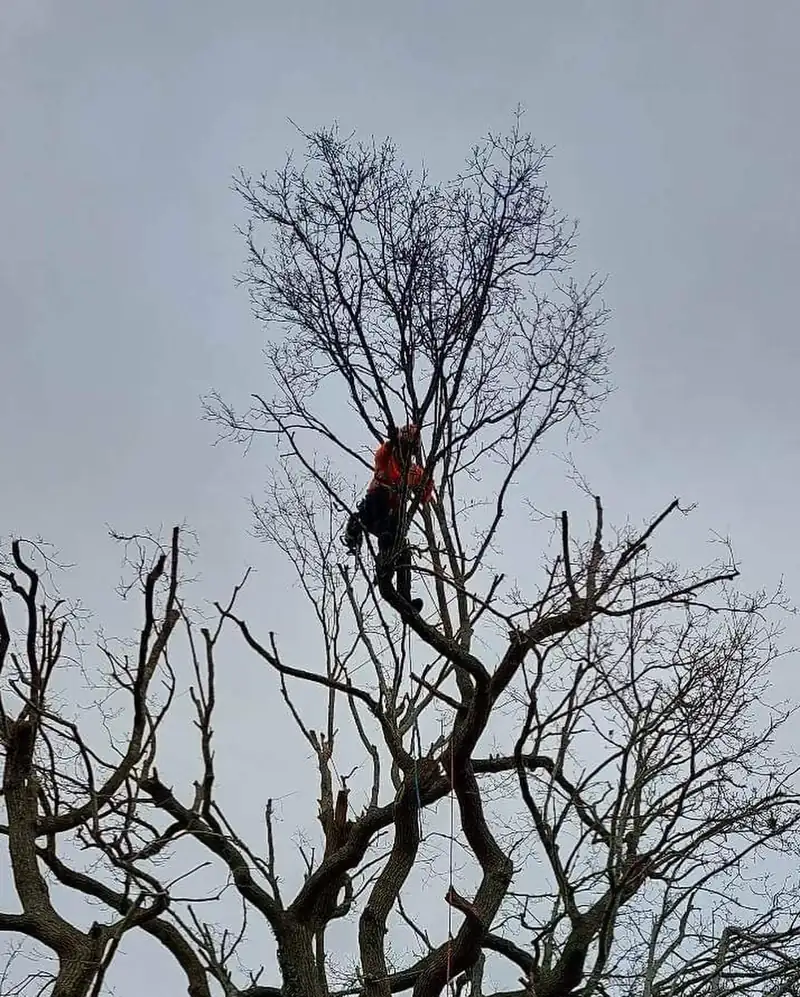 A big oak reduction, 3.5 metres off, Burgess Hill (photo 4 of 5)