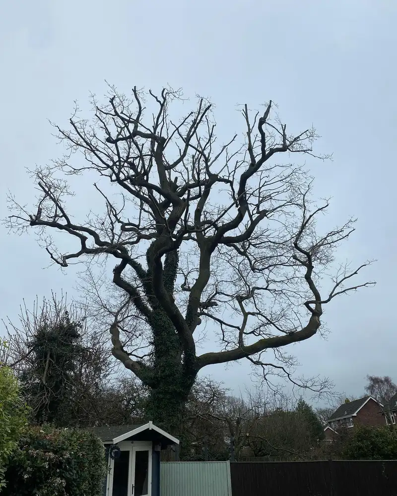 A big oak reduction, 3.5 metres off, Burgess Hill (photo 5 of 5)