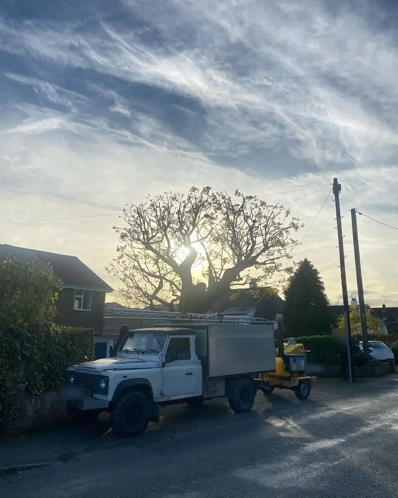 Reducing an oak that had been cut hard before, Henfield (photo 1 of 6)