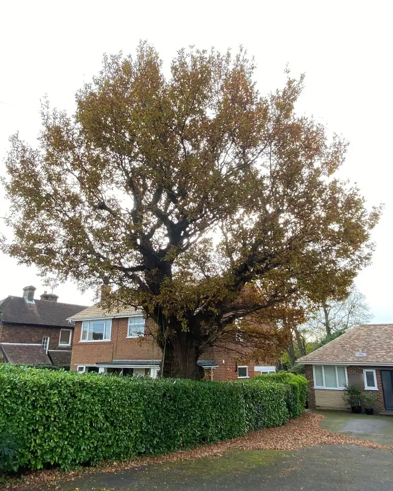 Reducing an oak that had been cut hard before, Henfield (photo 3 of 6)