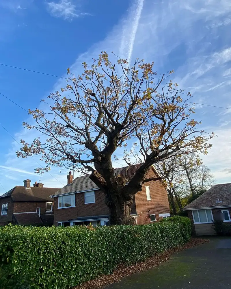 Reducing an oak that had been cut hard before, Henfield (photo 4 of 6)