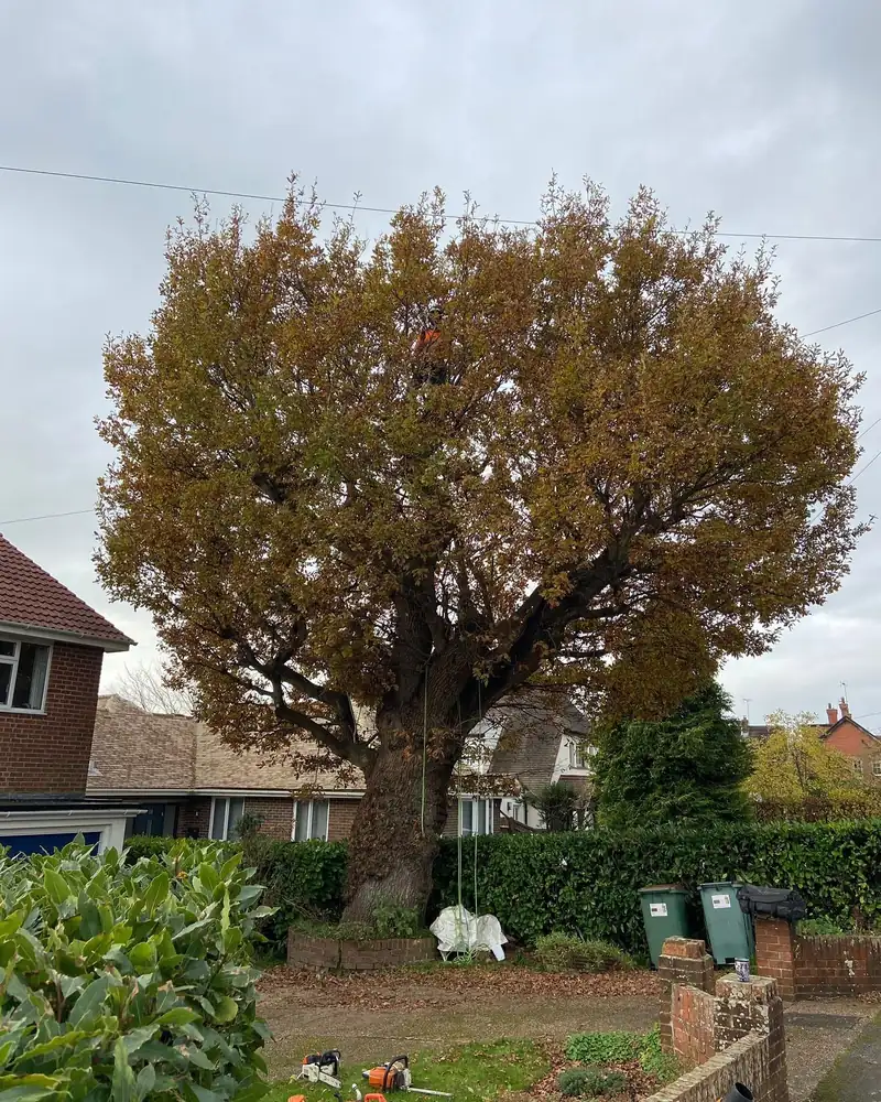 Reducing an oak that had been cut hard before, Henfield (photo 5 of 6)