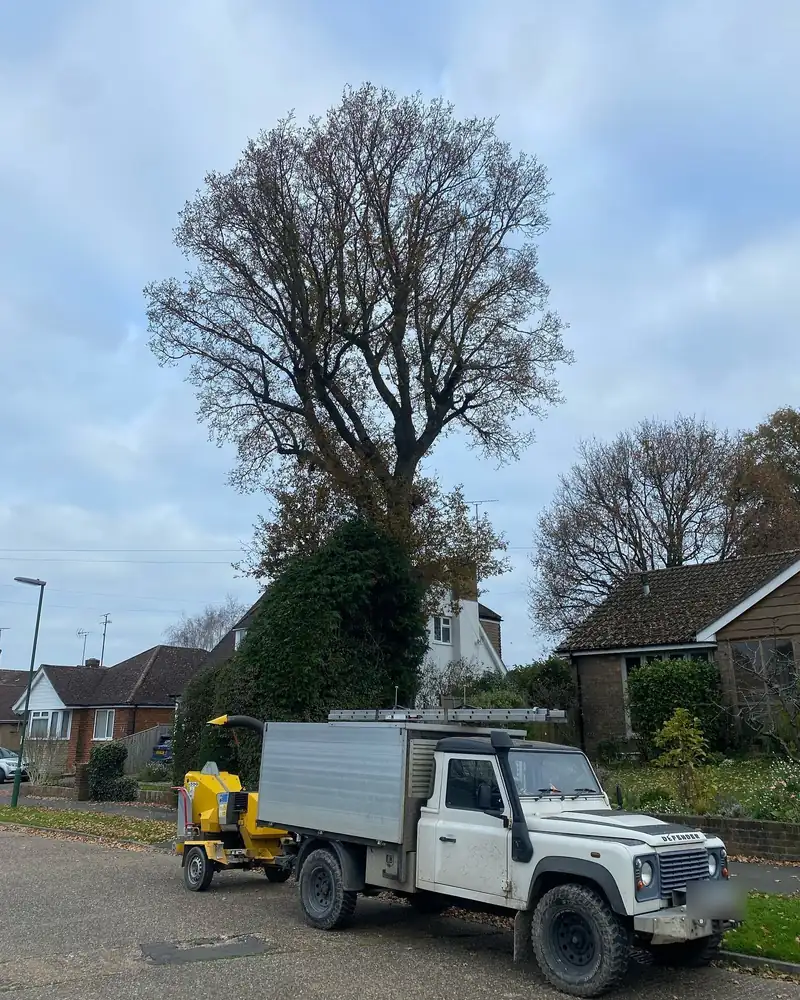 Reducing a tall oak over phone lines, Hassocks (photo 1 of 5)