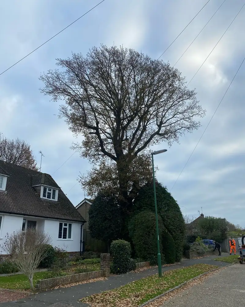 Reducing a tall oak over phone lines, Hassocks (photo 2 of 5)
