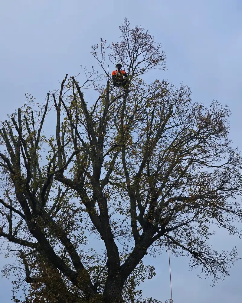 Reducing a tall oak over phone lines, Hassocks (photo 3 of 5)