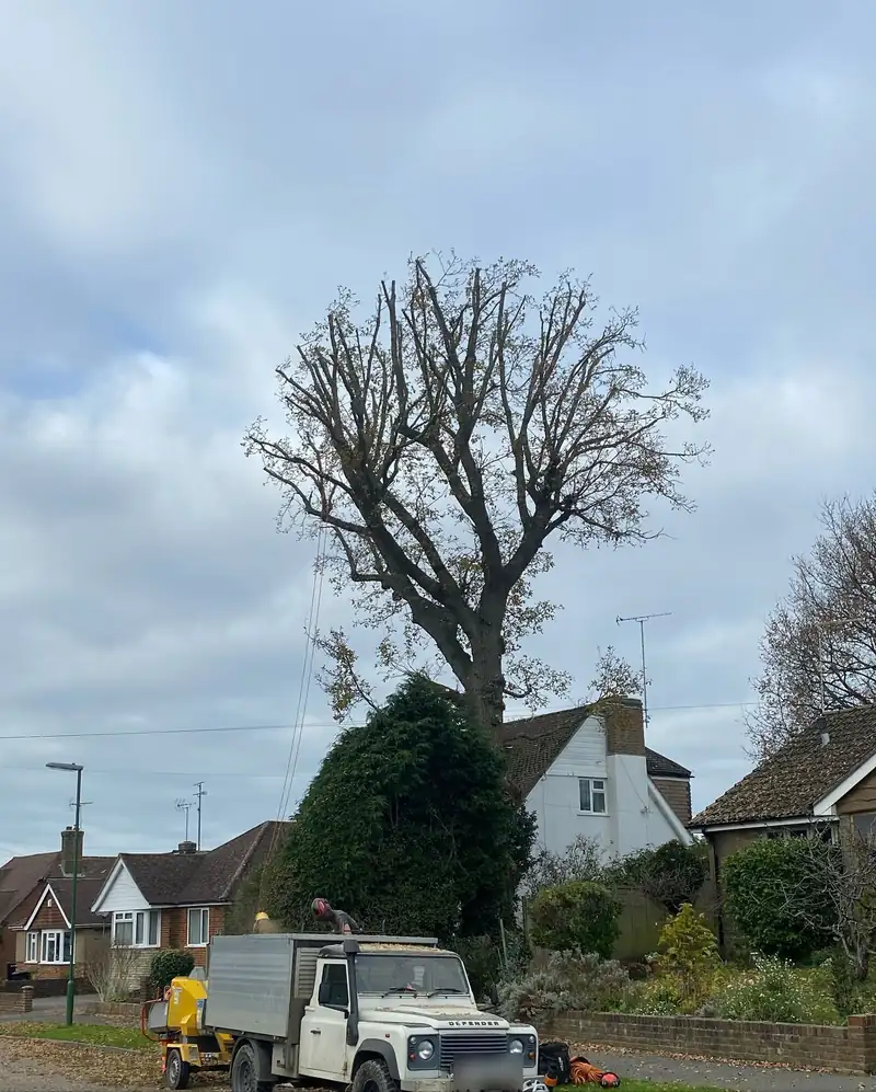 Reducing a tall oak over phone lines, Hassocks (photo 4 of 5)