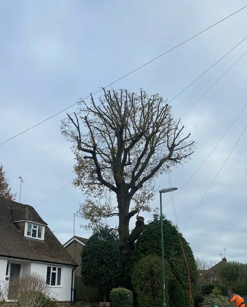 Reducing a tall oak over phone lines, Hassocks (photo 5 of 5)