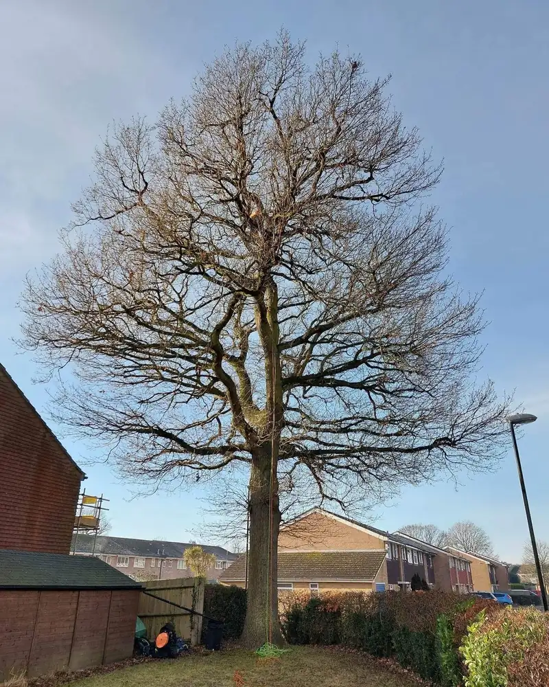 An oak reduction, start to finish, Burgess Hill (photo 1 of 4)