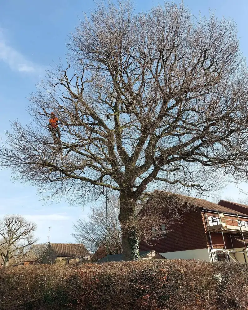 An oak reduction, start to finish, Burgess Hill (photo 2 of 4)