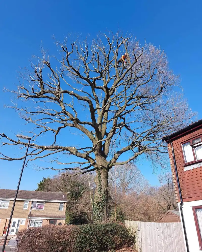 An oak reduction, start to finish, Burgess Hill (photo 3 of 4)