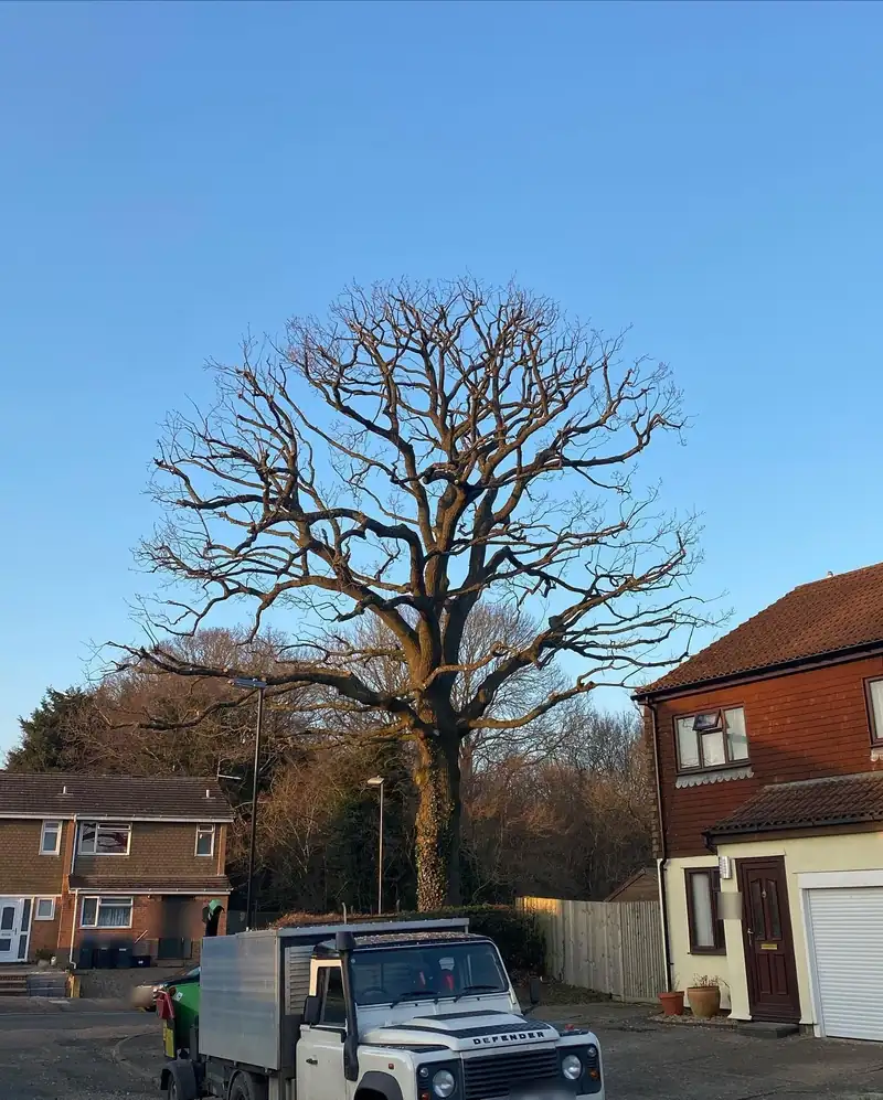 An oak reduction, start to finish, Burgess Hill (photo 4 of 4)