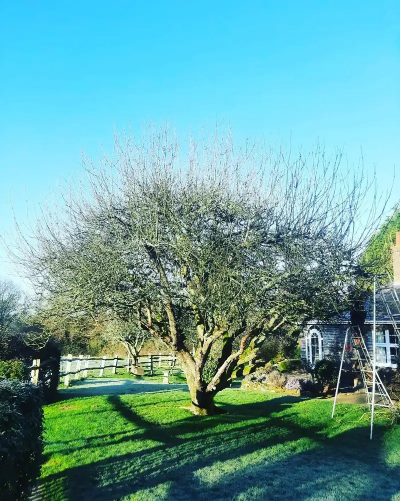 Reducing a very old, wide apple tree, Horsted Keynes (photo 1 of 2)