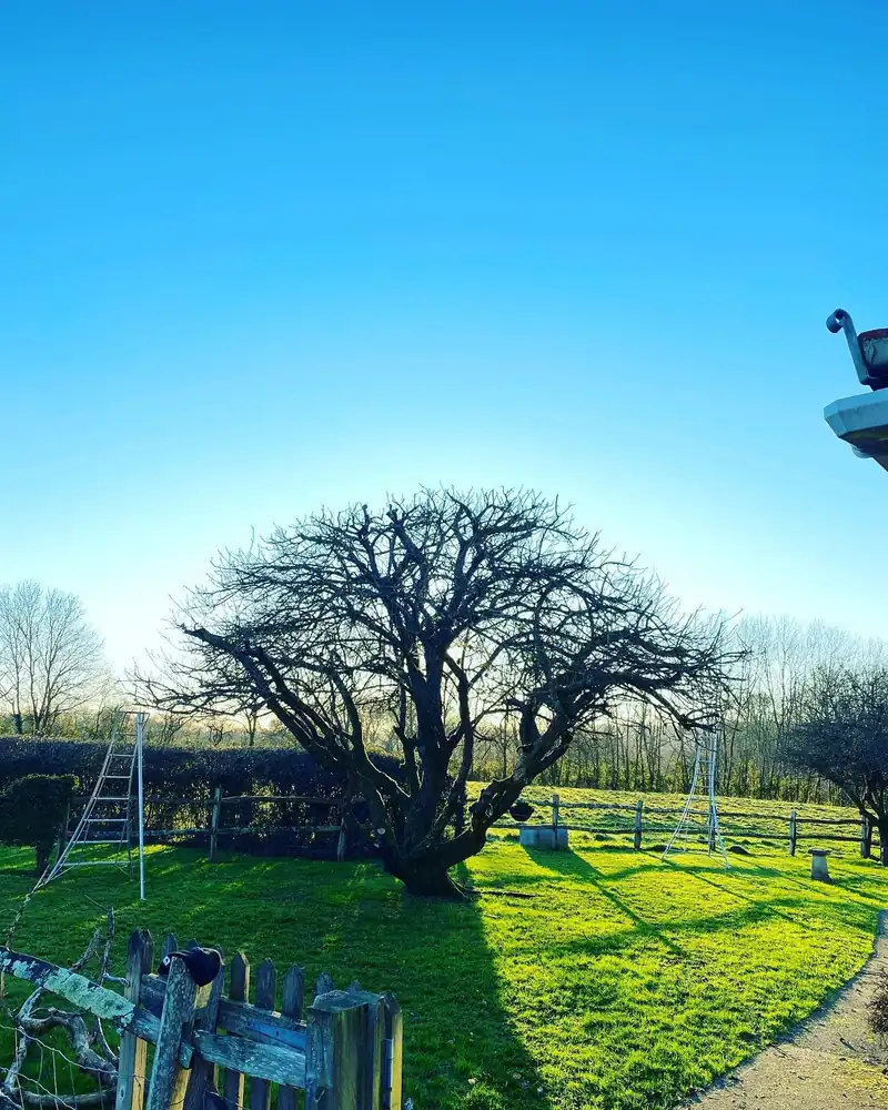 Reducing a very old, wide apple tree, Horsted Keynes (photo 2 of 2)
