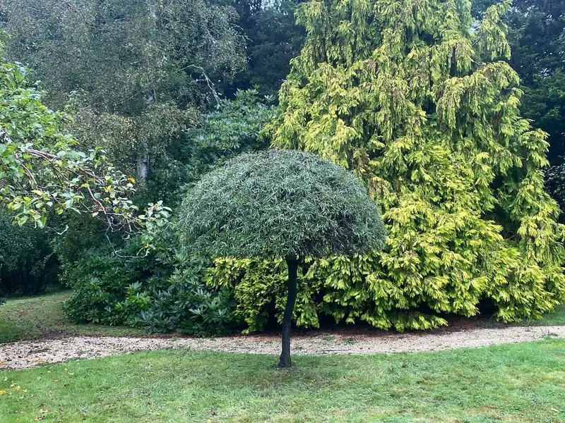 Clipping an ornamental pear into shape, Cuckfield