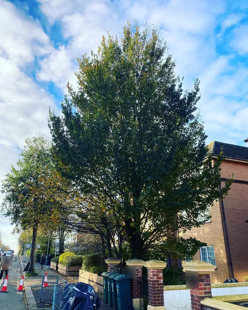 A 3.5-metre elm reduction beside a main road, Hove (photo 1 of 3)