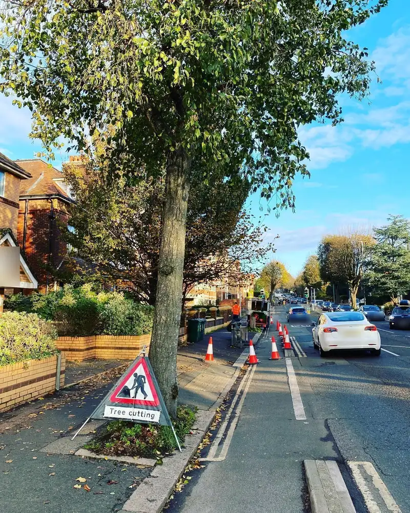 A 3.5-metre elm reduction beside a main road, Hove (photo 2 of 3)