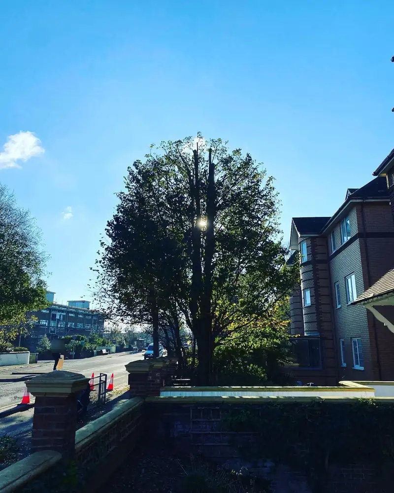 A 3.5-metre elm reduction beside a main road, Hove (photo 3 of 3)