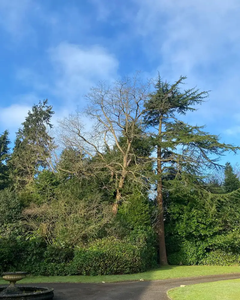 Felling a decayed robinia, Haywards Heath (photo 1 of 4)
