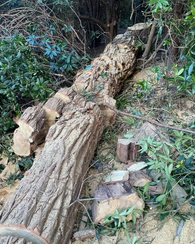 Felling a decayed robinia, Haywards Heath (photo 4 of 4)