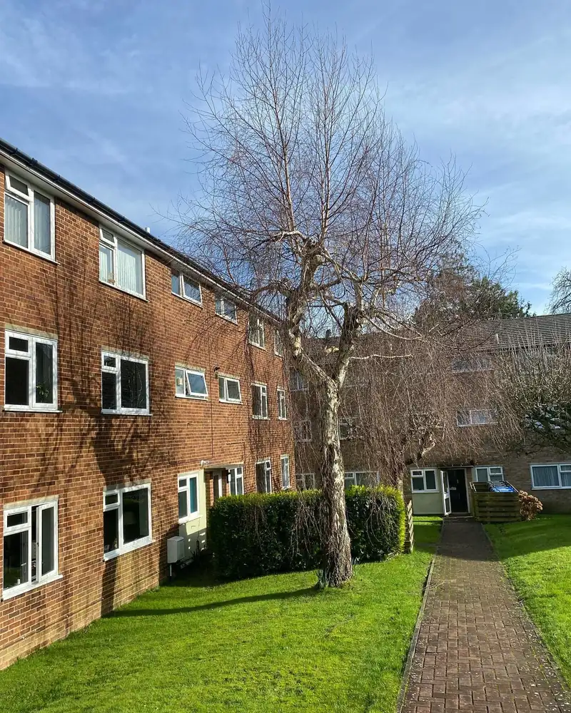 Removing a birch at a block of flats, Haywards Heath (photo 1 of 2)
