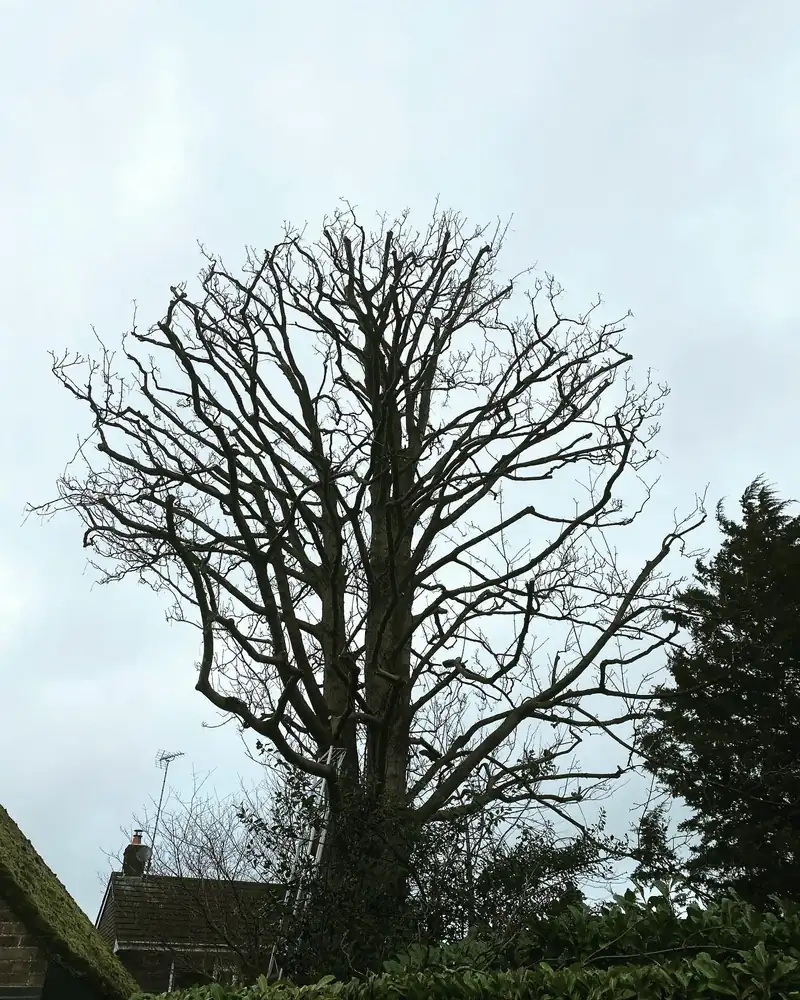 Reducing a sycamore and a beech, Hassocks (photo 1 of 2)