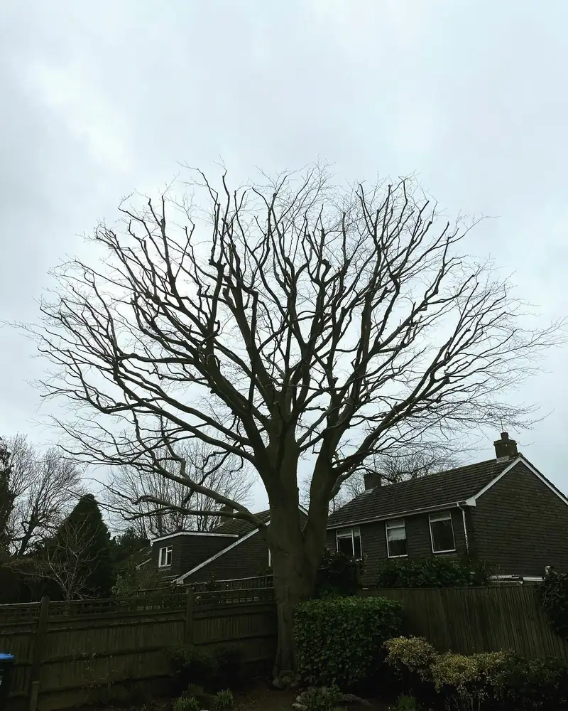 Reducing a sycamore and a beech, Hassocks (photo 2 of 2)