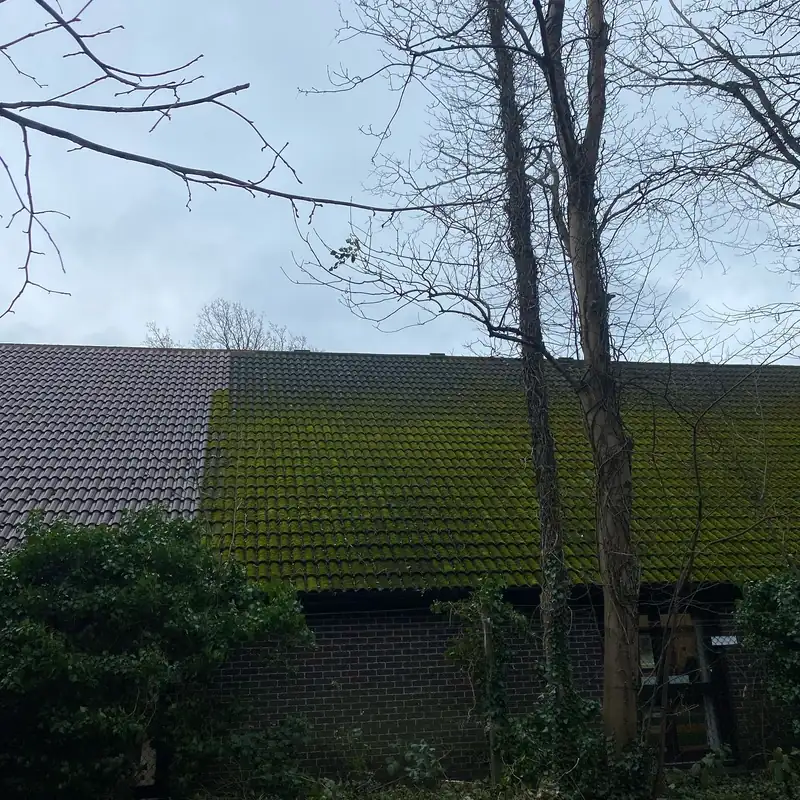 Removing a sycamore leaning over Adastra Hall, Hassocks (photo 4 of 7)