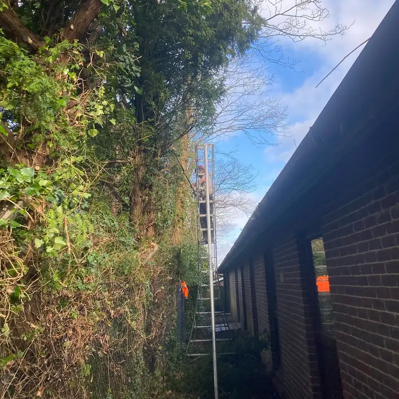 Removing a sycamore leaning over Adastra Hall, Hassocks (photo 5 of 7)
