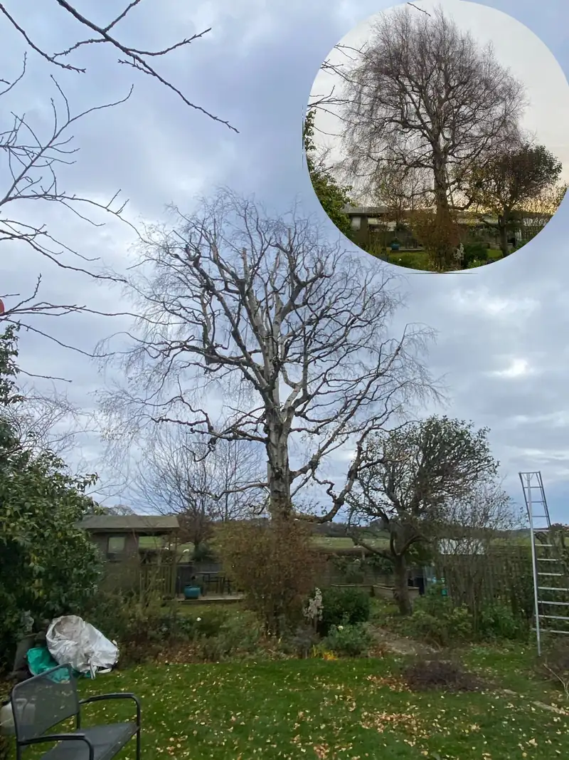 A thin and reduction, done with small cuts, Hassocks