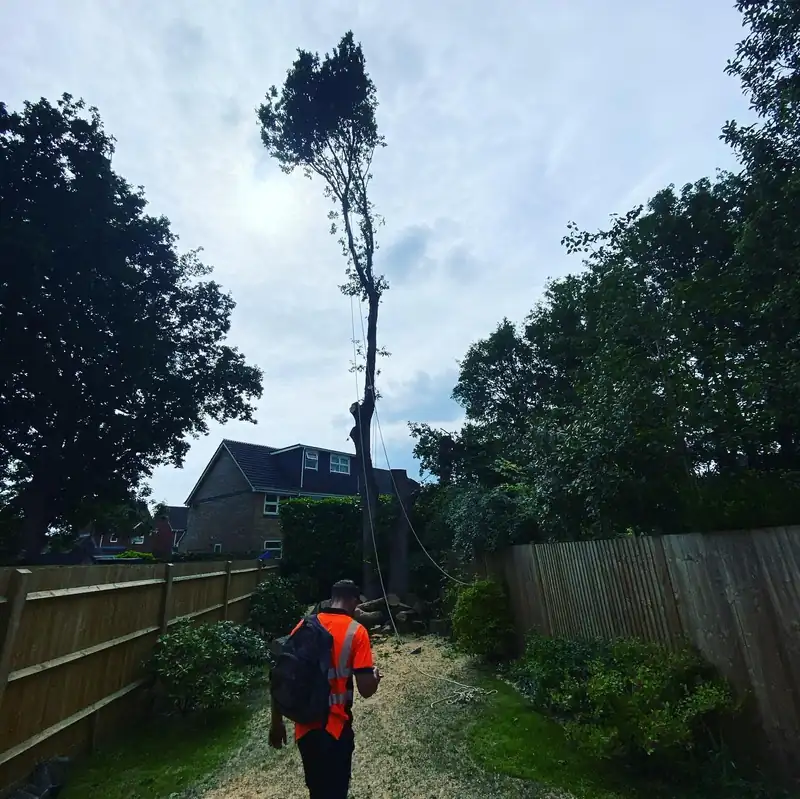 Dismantling three large oaks and grinding the stumps, Horsham (photo 2 of 4)