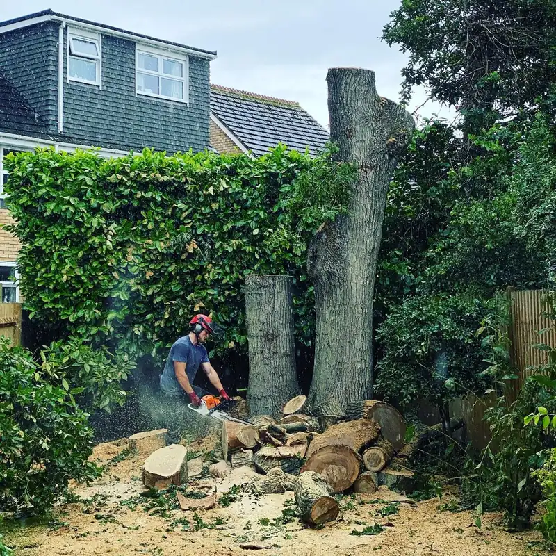Dismantling three large oaks and grinding the stumps, Horsham (photo 3 of 4)