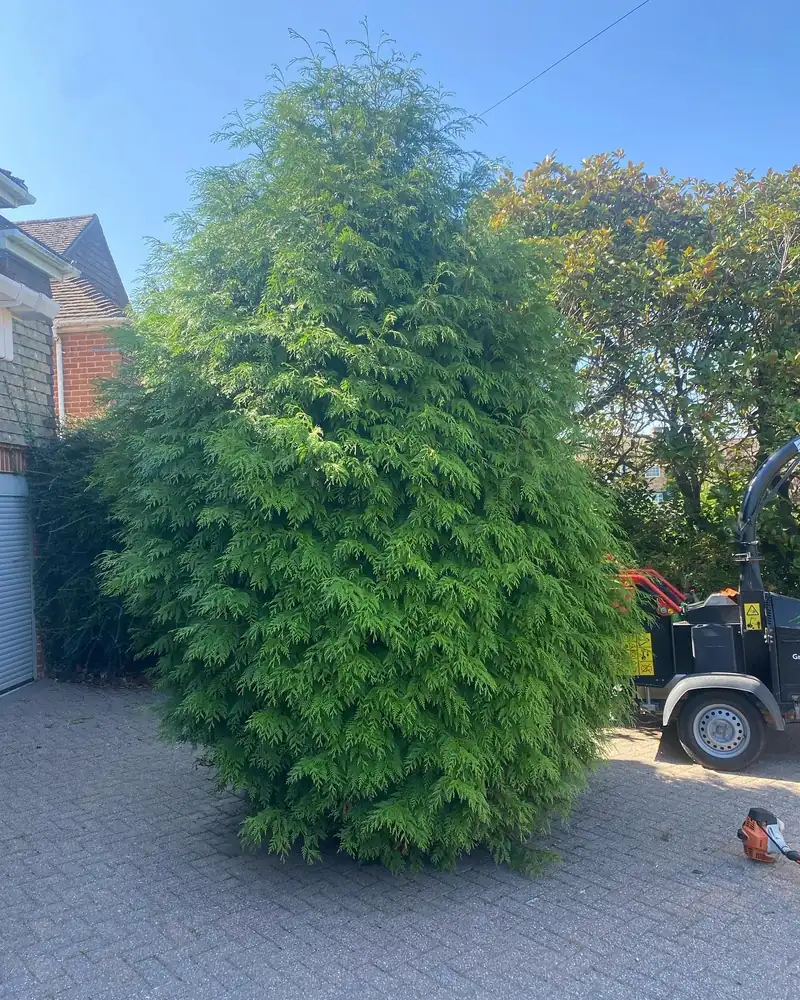 Tidying an overgrown thuja, Burgess Hill (photo 1 of 2)