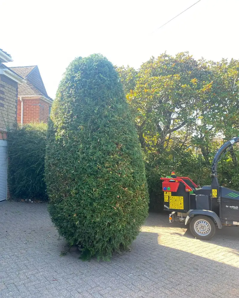 Tidying an overgrown thuja, Burgess Hill (photo 2 of 2)