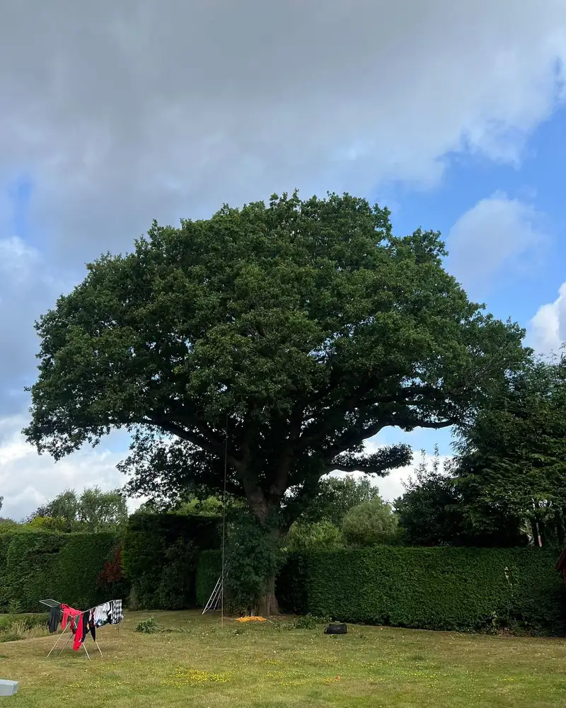 Reducing a protected oak, Haywards Heath (photo 1 of 4)