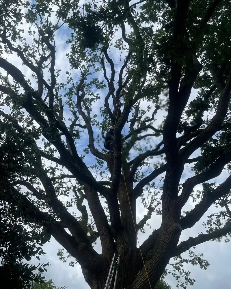 Reducing a protected oak, Haywards Heath (photo 3 of 4)