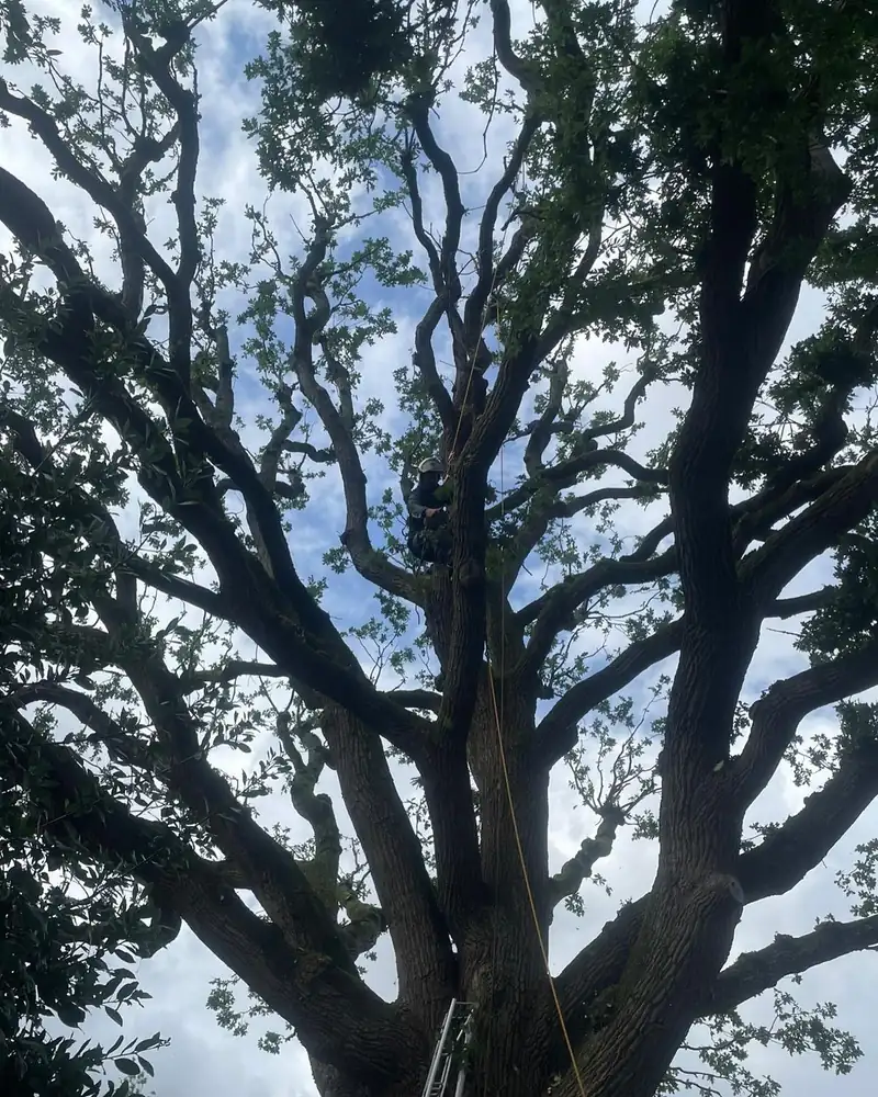 Reducing a protected oak, Haywards Heath (photo 4 of 4)