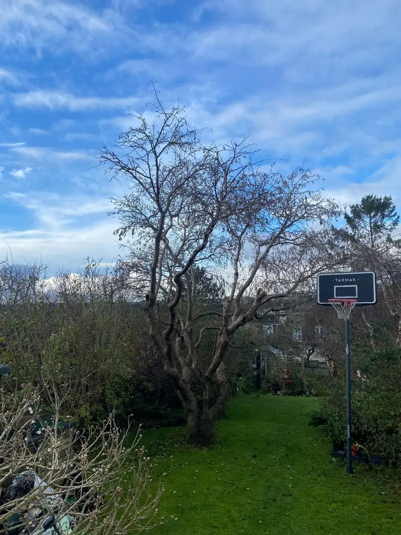 Seven trees out in a day, stumps ground, Patcham, Brighton (photo 1 of 3)