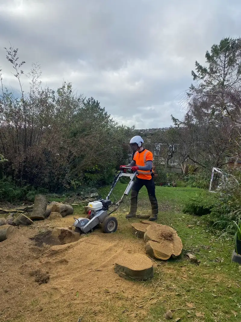 Seven trees out in a day, stumps ground, Patcham, Brighton (photo 2 of 3)