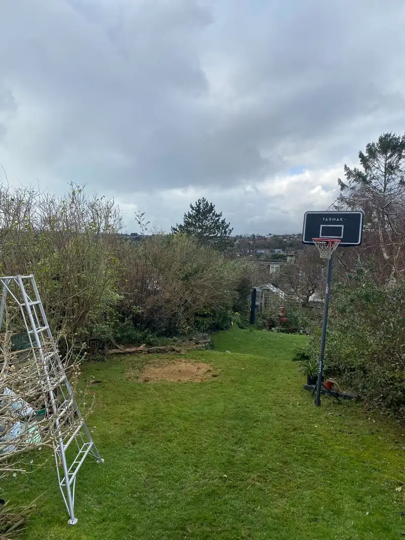 Seven trees out in a day, stumps ground, Patcham, Brighton (photo 3 of 3)