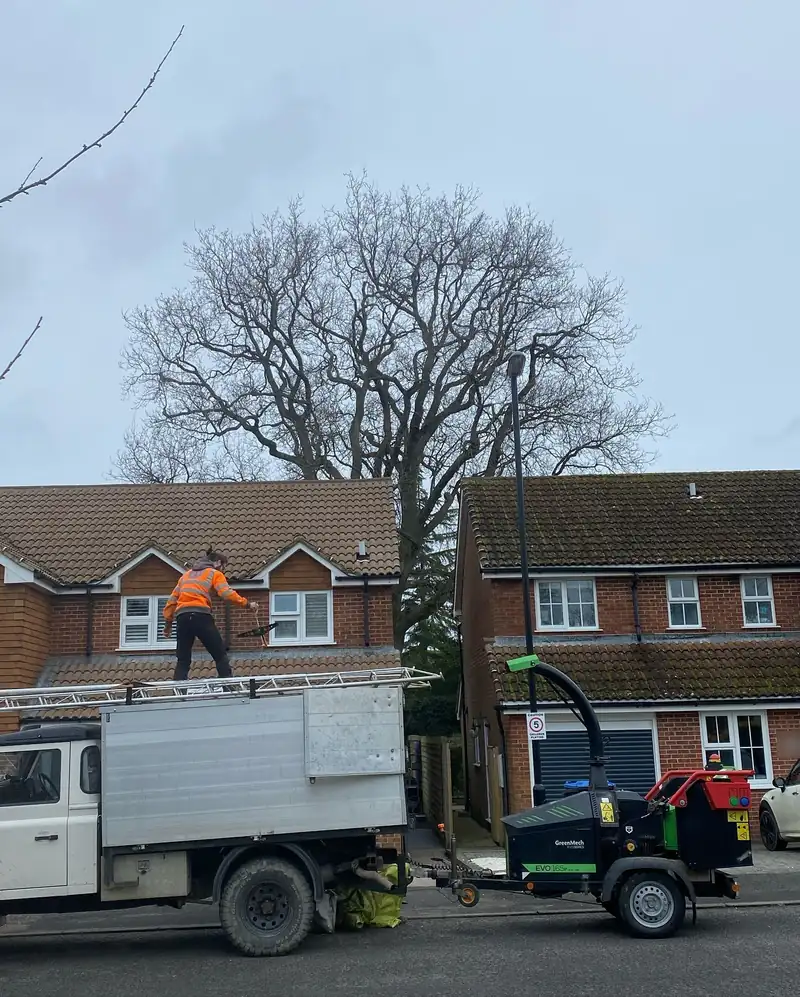 A 2-metre oak reduction, Burgess Hill (photo 1 of 3)