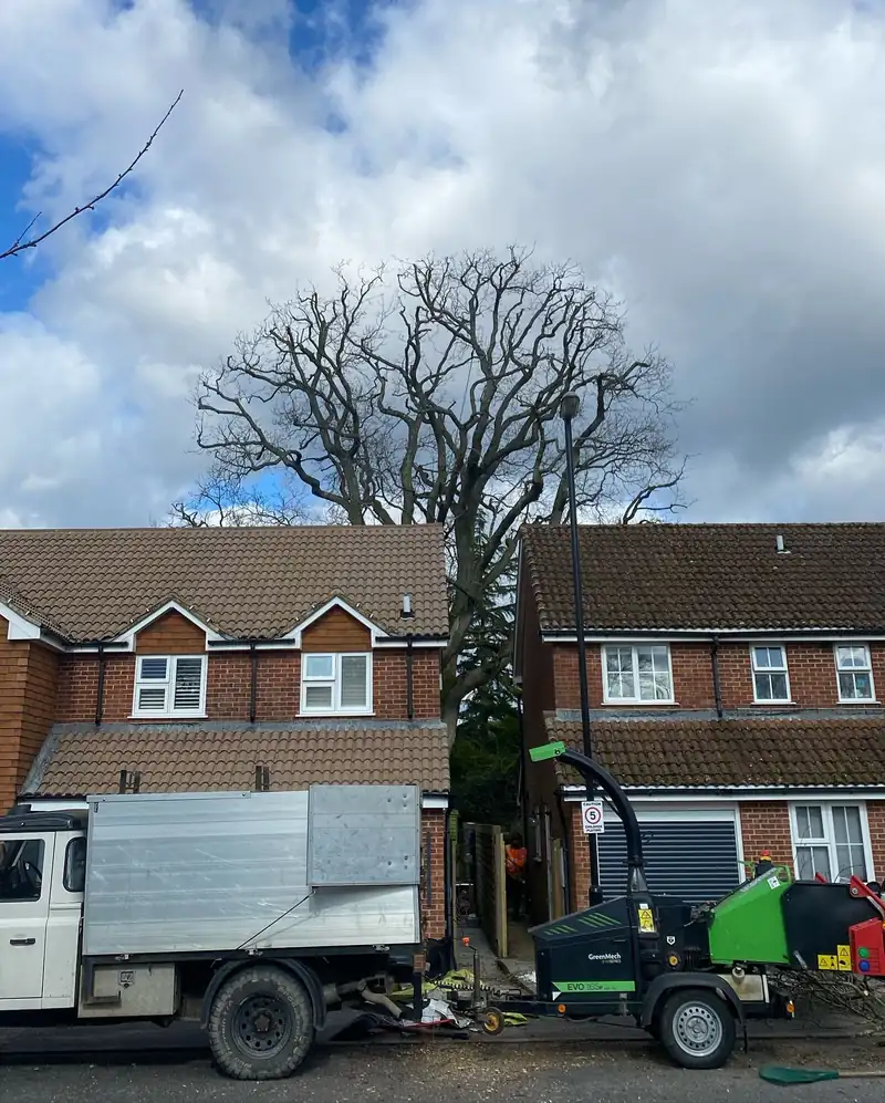 A 2-metre oak reduction, Burgess Hill (photo 2 of 3)